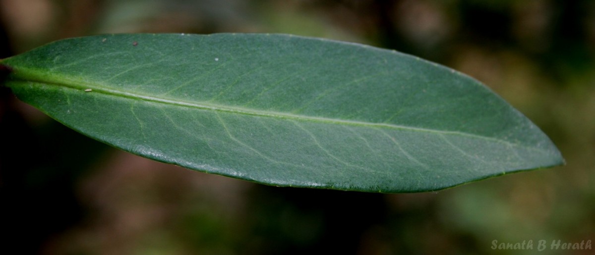 Ardisia rothii A.DC.